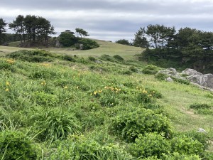 IMG_1336