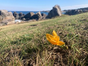 狂い咲きのニッコウキスゲ（10月29日）