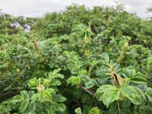 IMG_0832