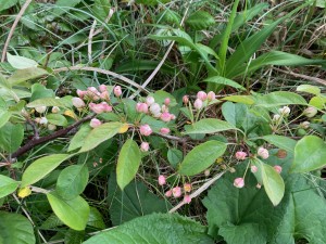 IMG_0833