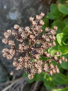 IMG_0950