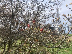 IMG_1101