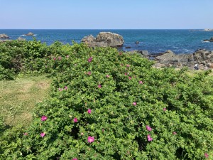 IMG_1536