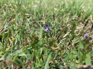 IMG_2129