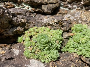 IMG_9750
