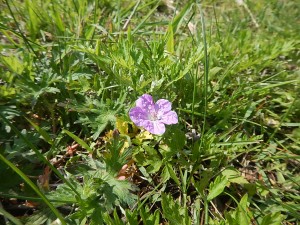 DSCN0542