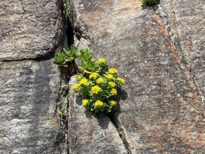 IMG_4271