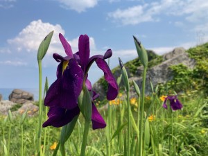 IMG_4533