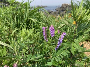 IMG_4600
