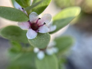 IMG_5165