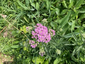 IMG_5597