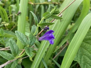 IMG_7110
