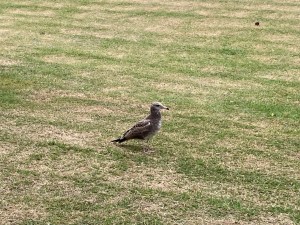IMG_7535