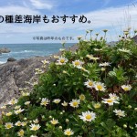 秋の種差海岸　おすすめ