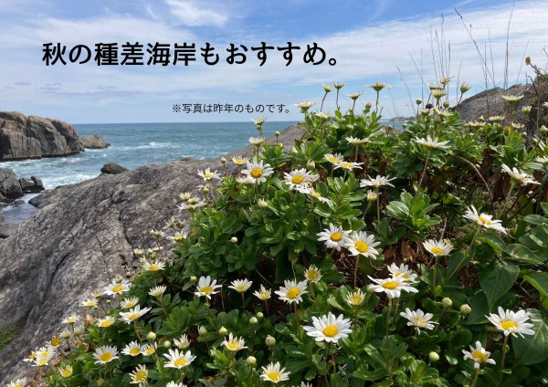 秋の種差海岸　おすすめ