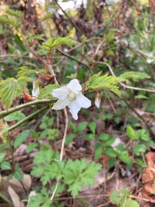 モミジイチゴ２