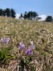 タチツボスミレ2